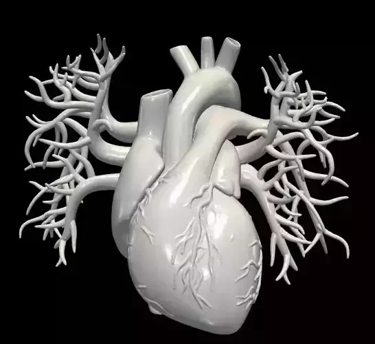 3d model of heart with vessels
