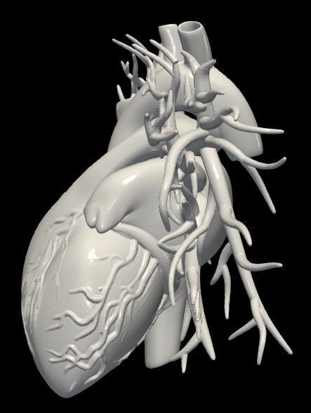 3d model of heart with vessels 3D model_2