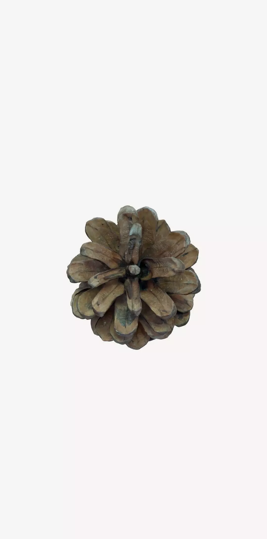 3D Printable pinecone STL model  3D print model_8