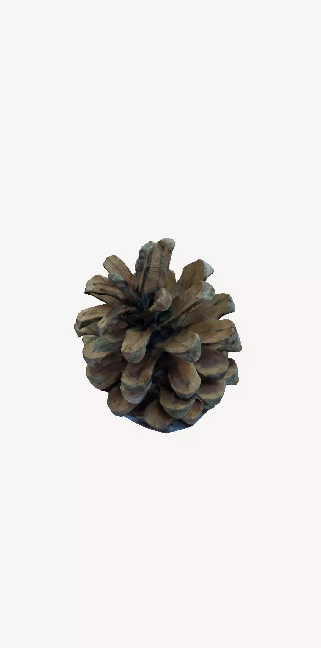 3D Printable pinecone STL model  3D print model_2
