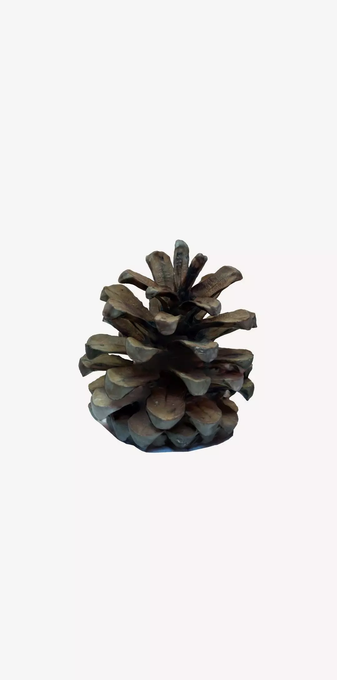3D Printable pinecone STL model  3D print model_5