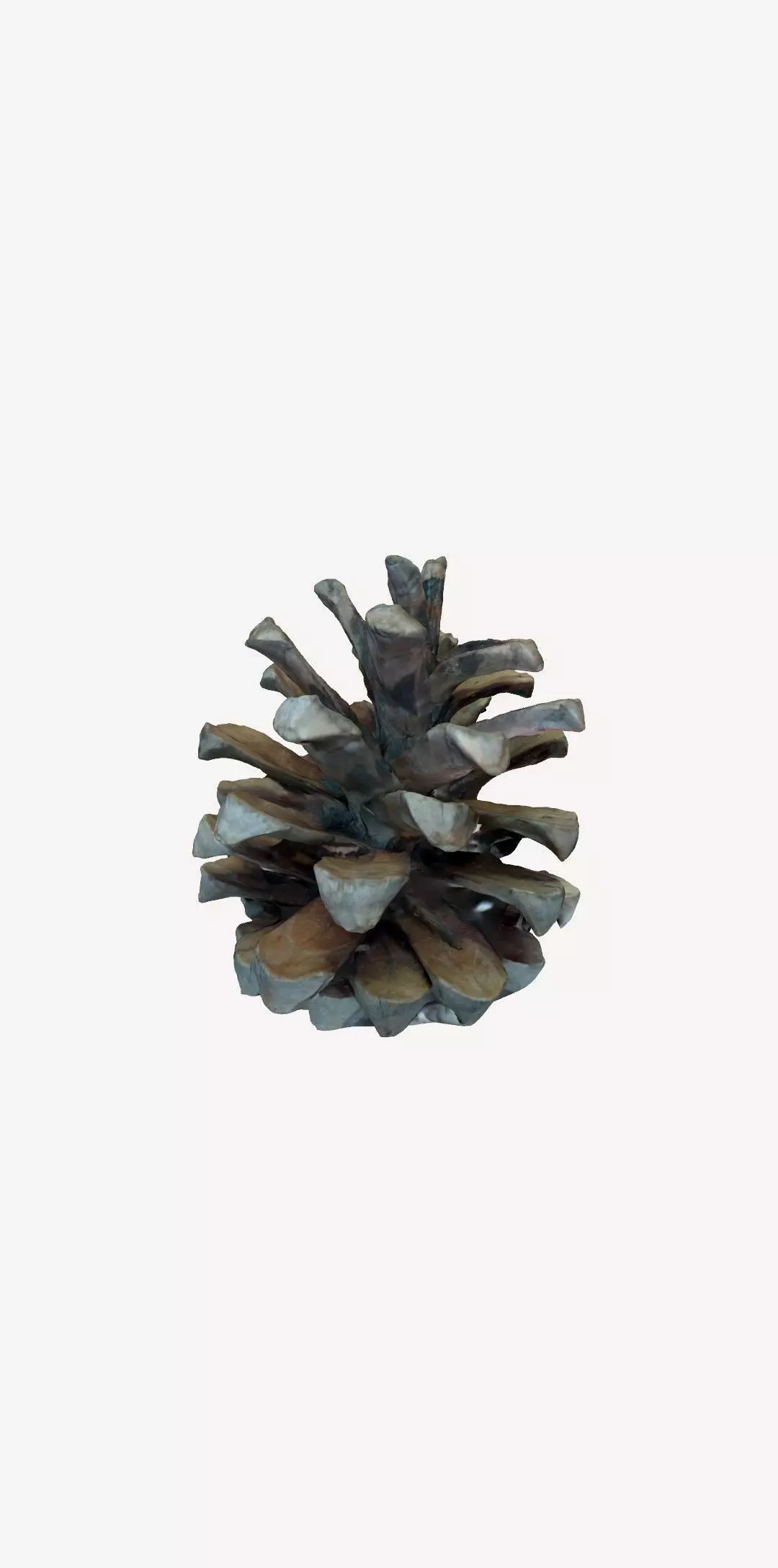 3D Printable pinecone STL model  3D print model_6