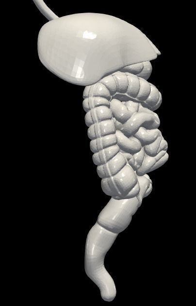 3d model of digestive system 3D print model_5
