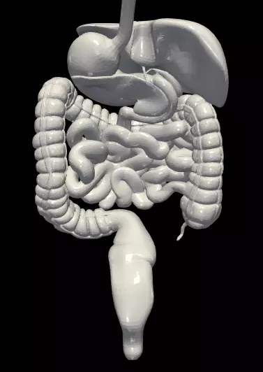 3d model of digestive system 3D print model_0