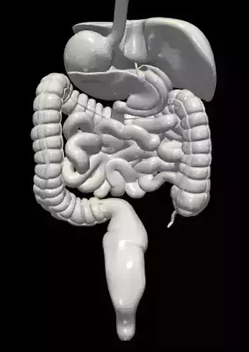 3d model of digestive system 3D print model