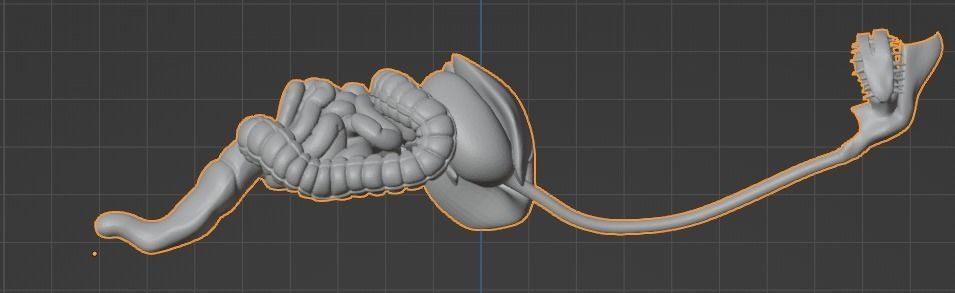3d model of digestive system 3D print model_10
