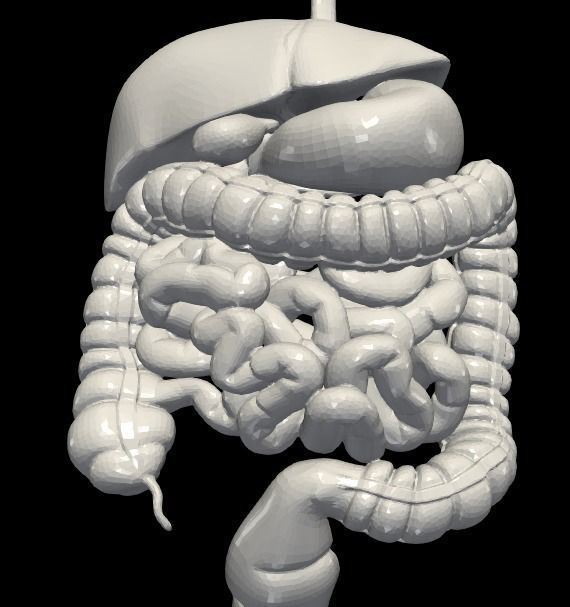 3d model of digestive system 3D print model_8
