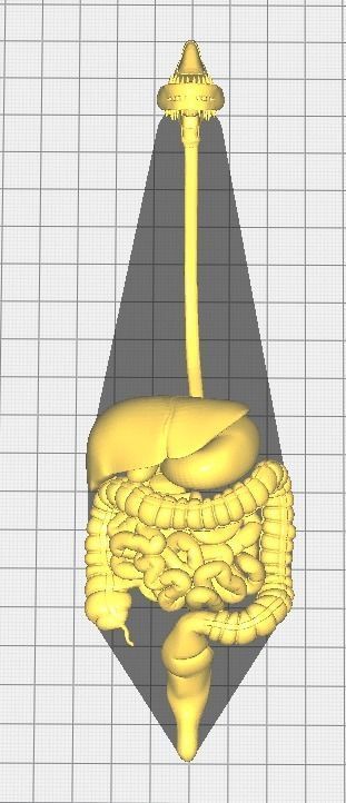 3d model of digestive system 3D print model_11