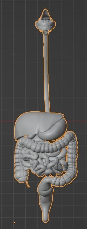 3d model of digestive system 3D print model_9