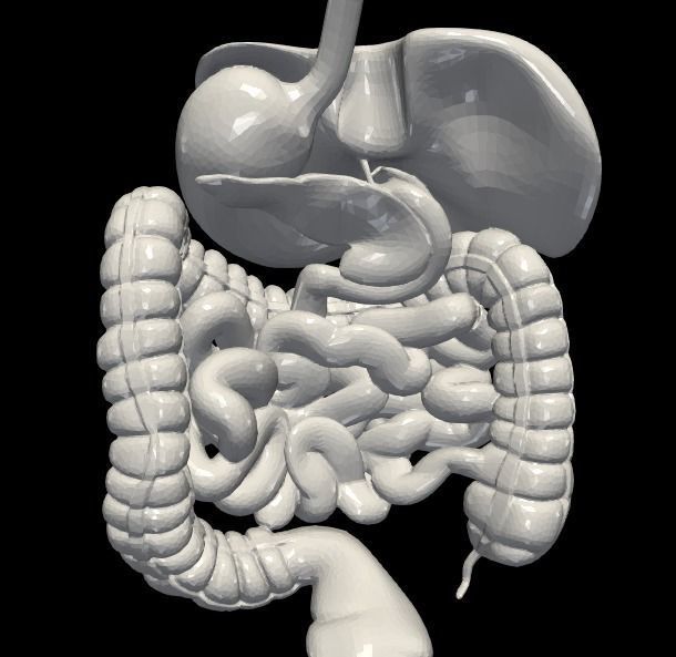 3d model of digestive system 3D print model_7