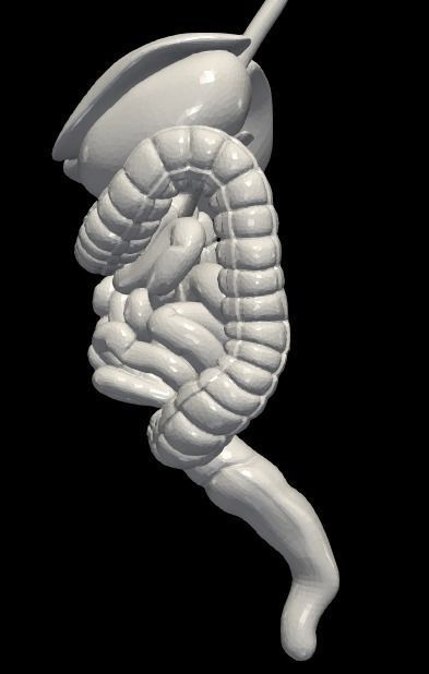 3d model of digestive system 3D print model_6