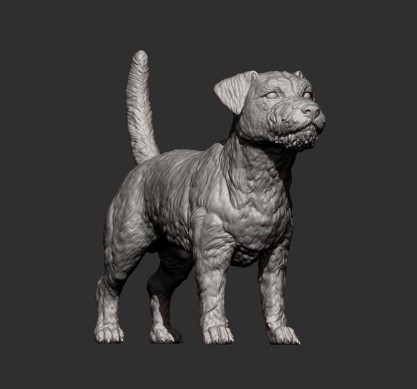 Jack Russell Terrier Longhair 3D print model_10