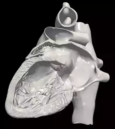 3d model of heart - apical 2 chamber plane