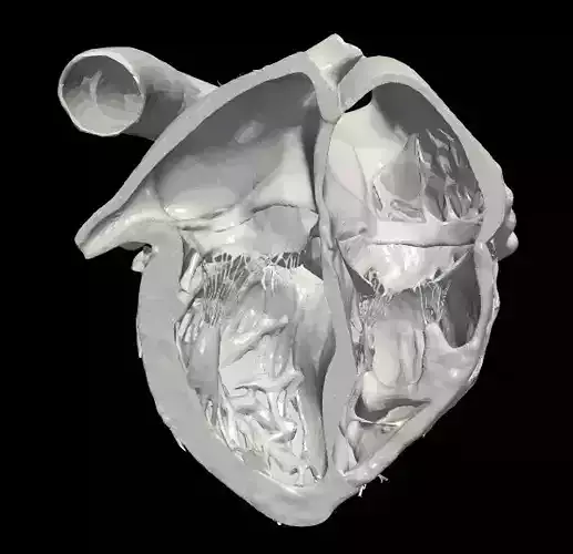 3d model of heart  - apical 4 chamber plane