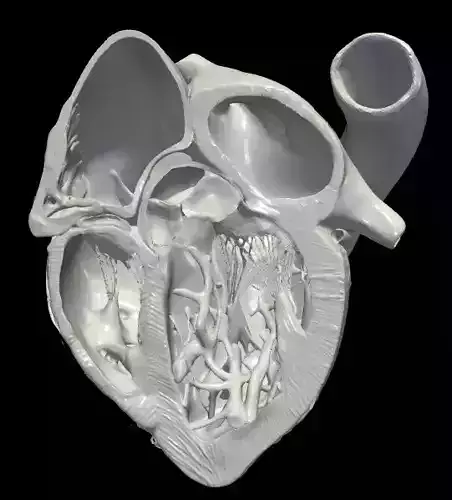 3d model of heart - apical 5 chamber plane