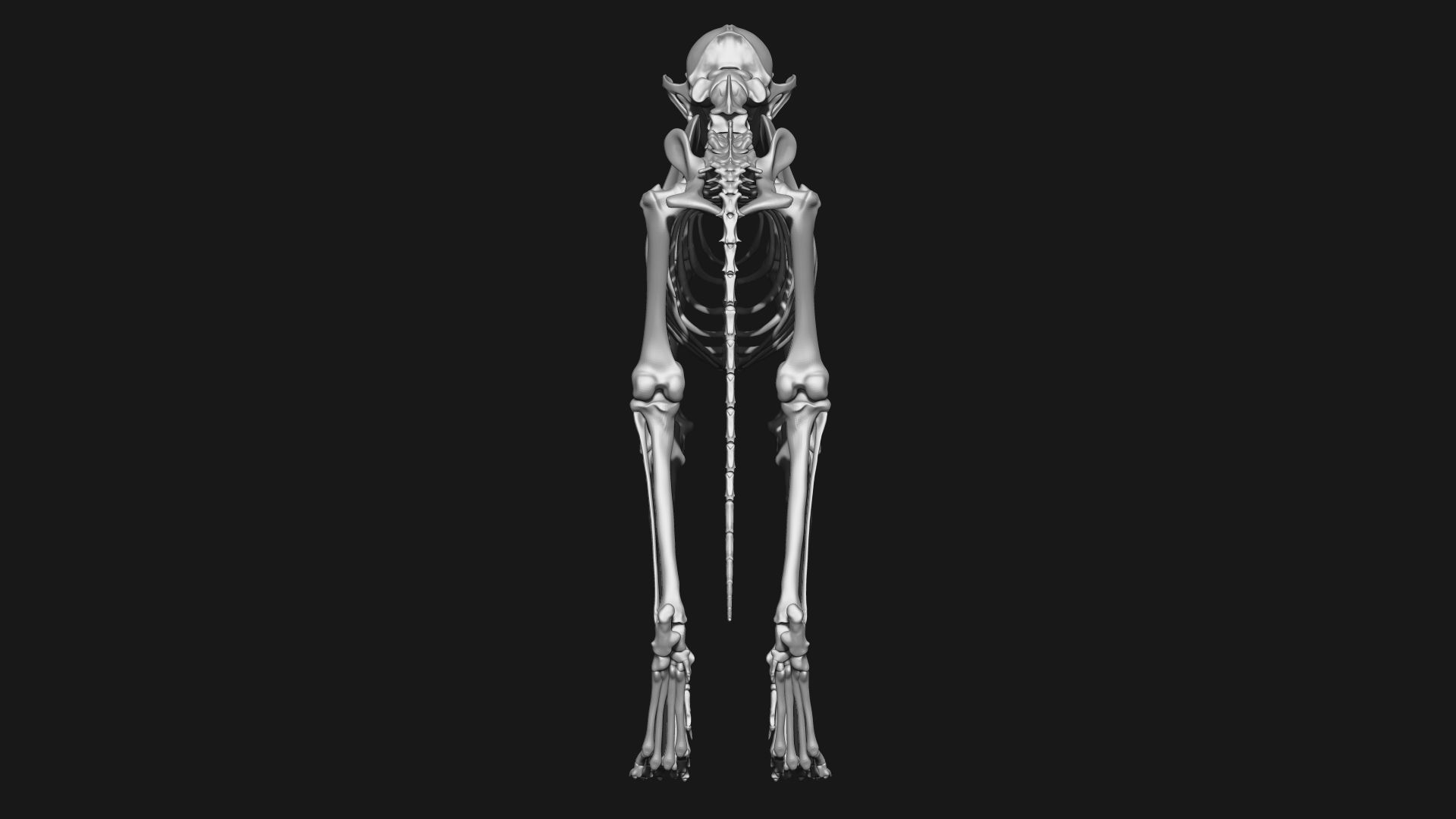 Fox skeleton 3D model_6