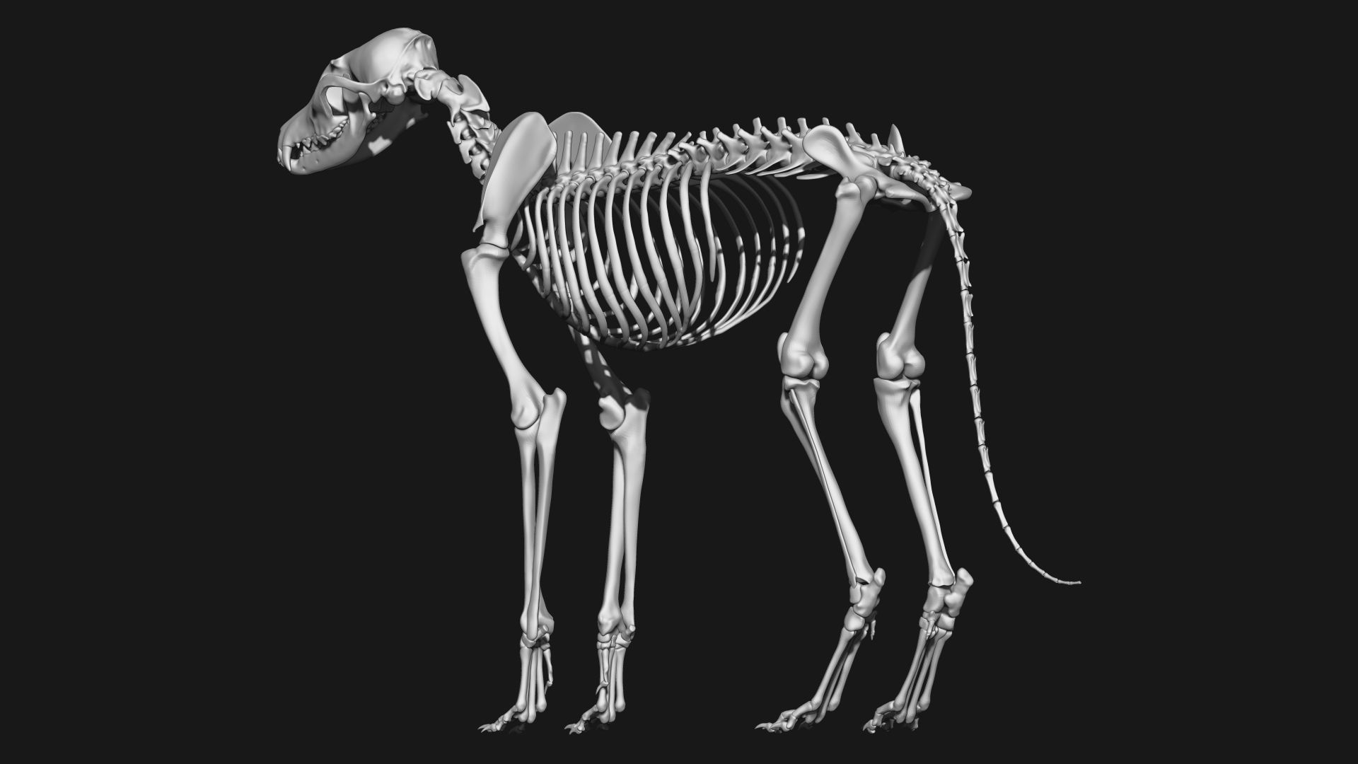 Fox skeleton 3D model_7