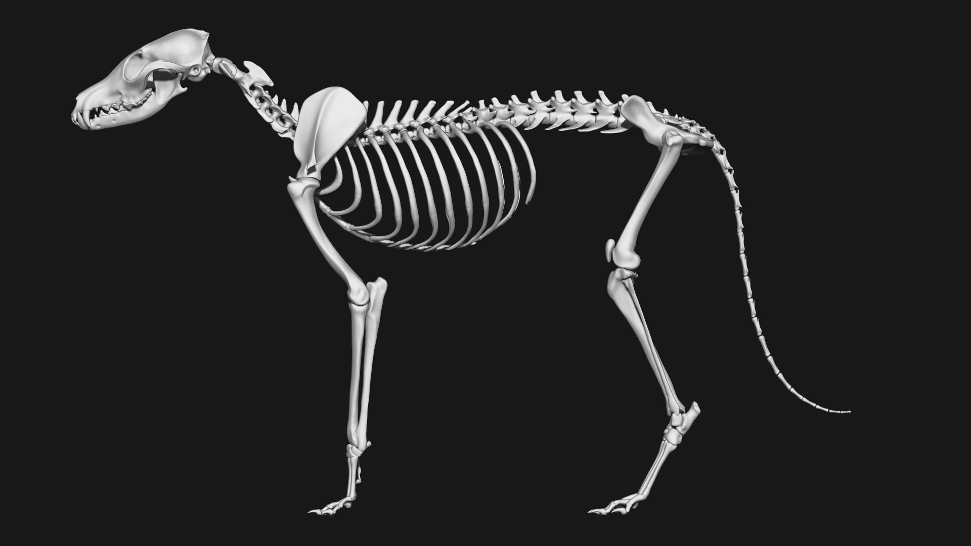 Fox skeleton 3D model_8