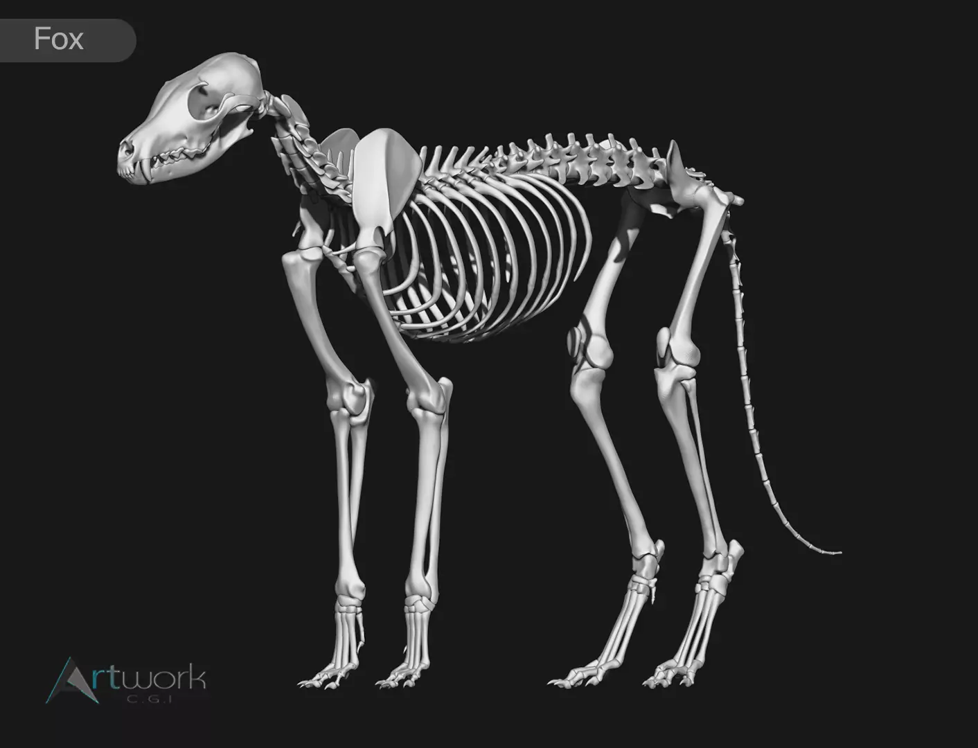 Fox skeleton 3D model_0