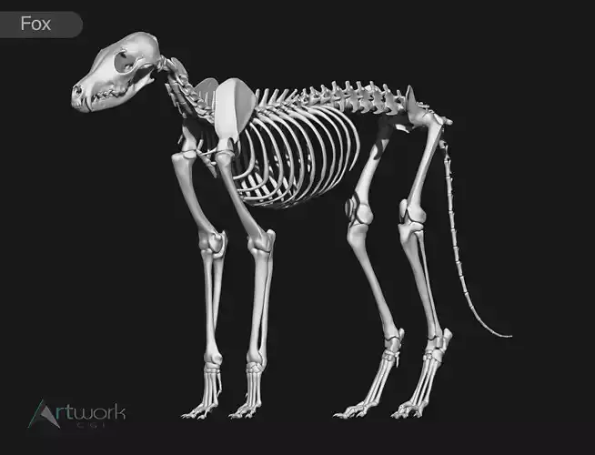 Fox skeleton