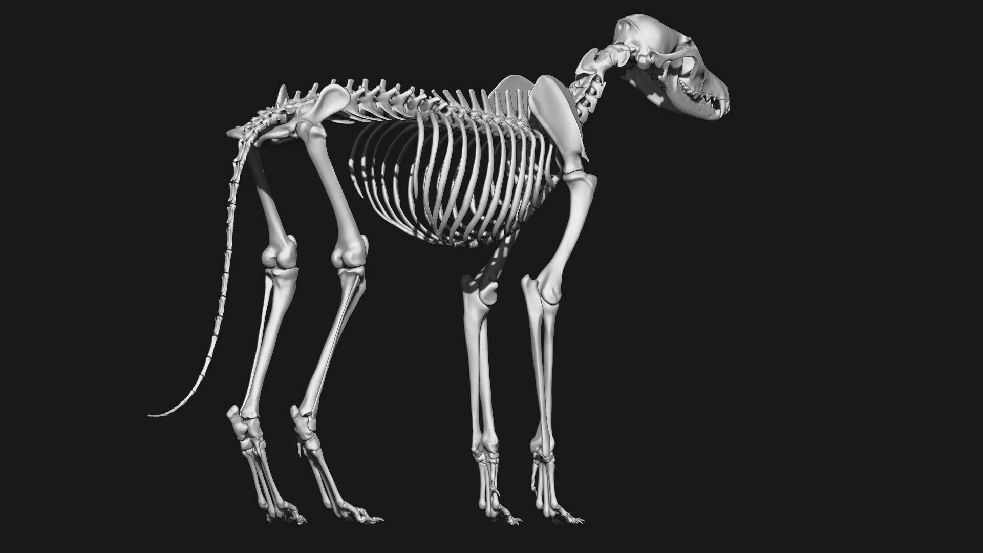 Fox skeleton 3D model_5