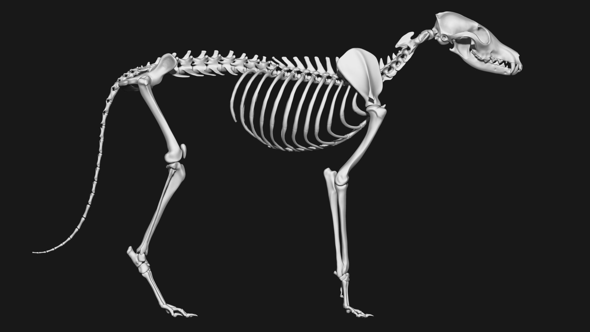 Fox skeleton 3D model_4