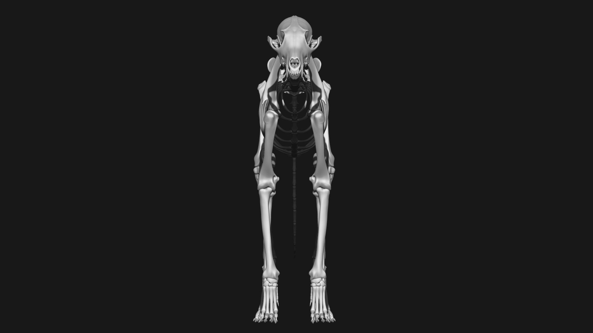 Fox skeleton 3D model_2