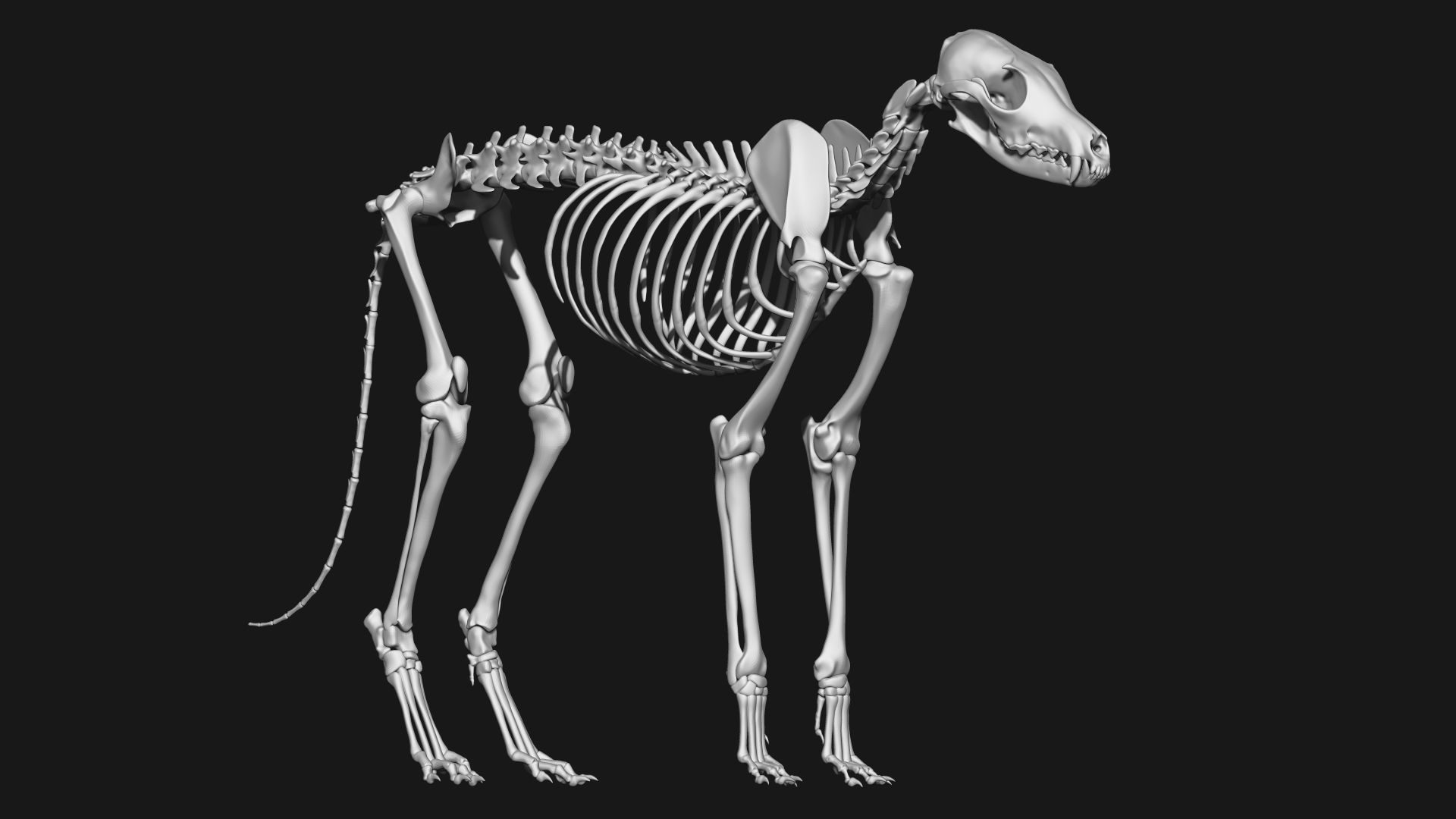 Fox skeleton 3D model_3
