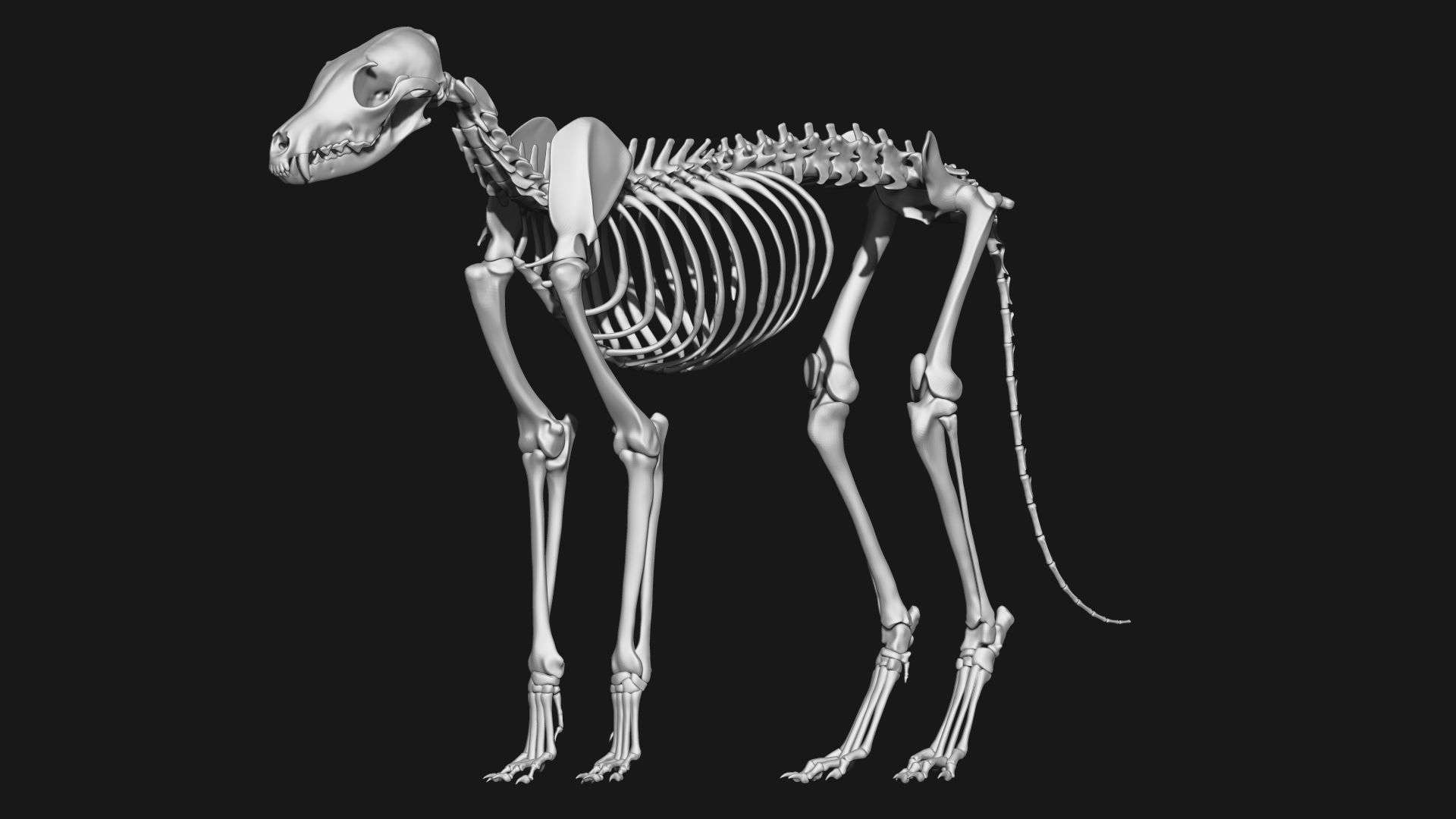Fox skeleton 3D model_1