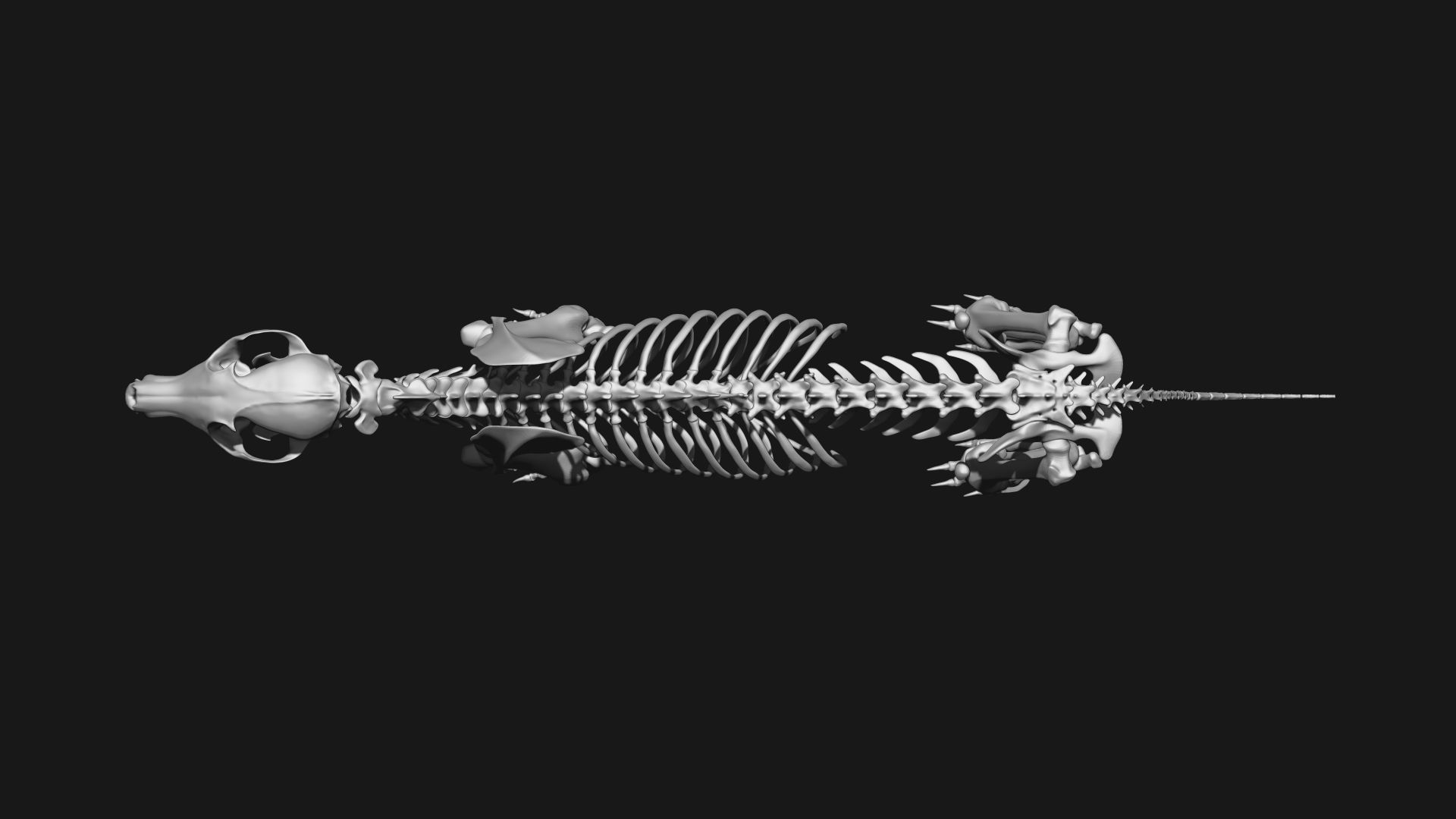 Fox skeleton 3D model_9