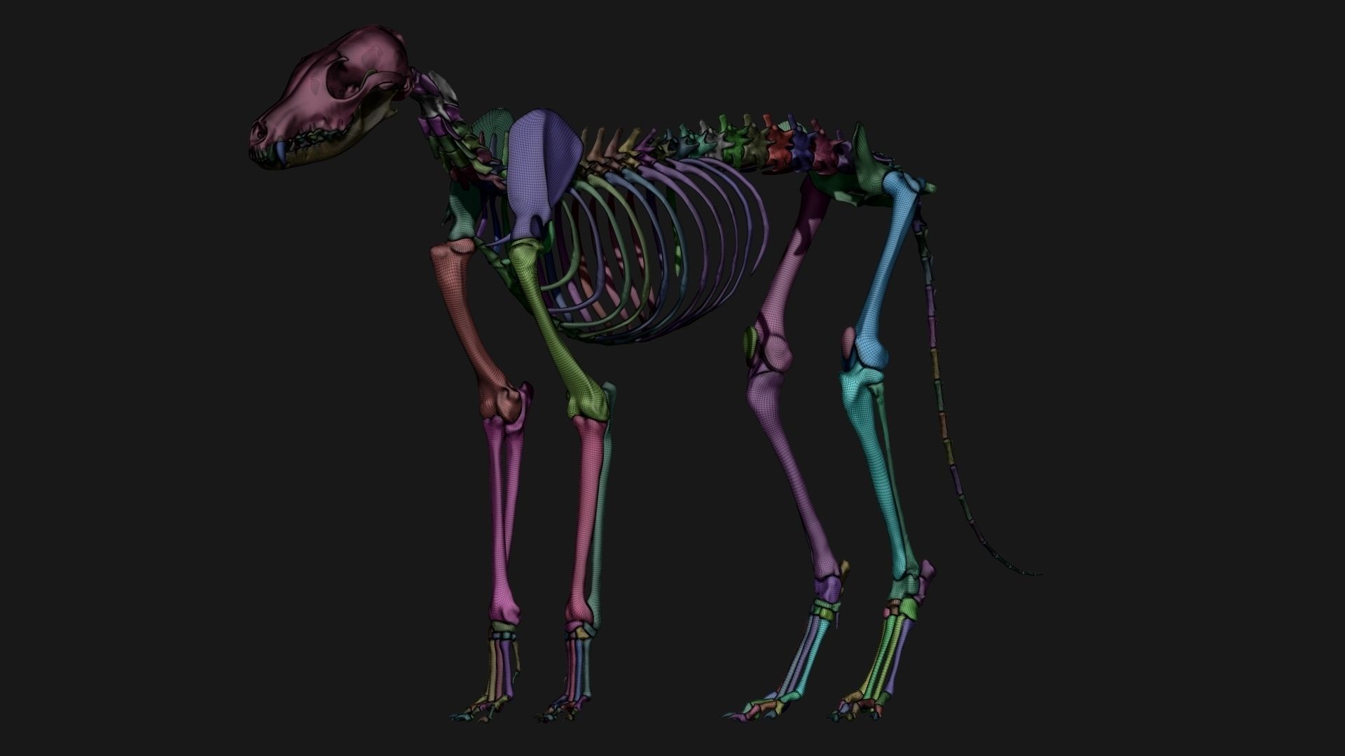 Fox skeleton 3D model_11