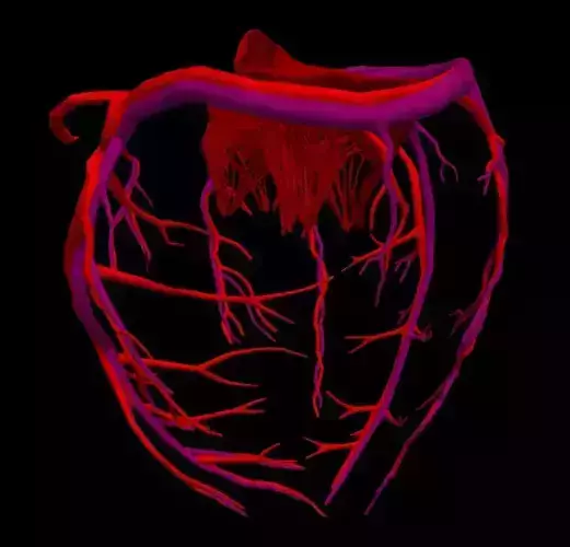 3d heart anatomy with codominance