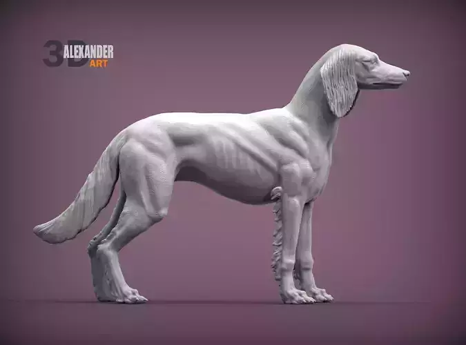 Saluki