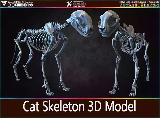 Cat Skeleton 3D Model Low-poly 3D model