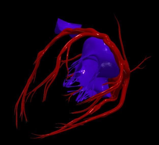 3d model of heart and lungs 3D model_4