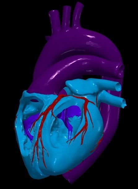 3d model of heart and lungs 3D model_9