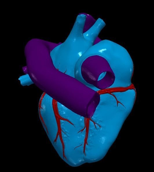 3d model of heart and lungs 3D model_14