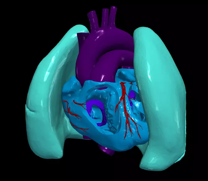 3d model of heart and lungs 3D model_0