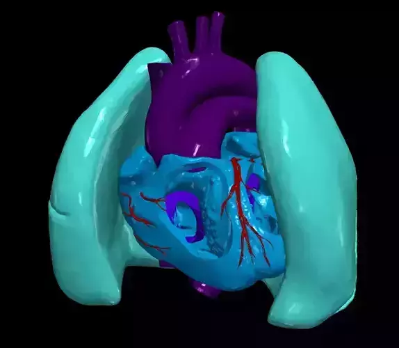 3d model of heart and lungs 3D model