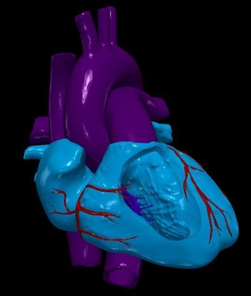 3d model of heart and lungs 3D model_10