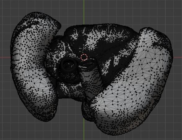 3d model of heart and lungs 3D model_22