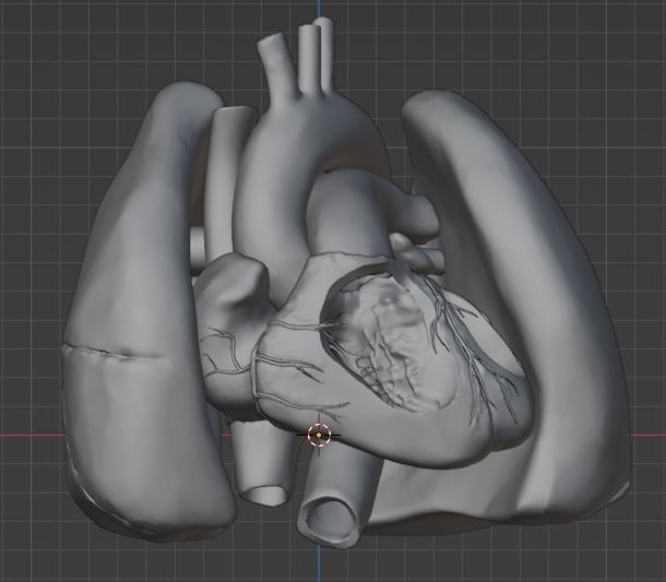 3d model of heart and lungs 3D model_15