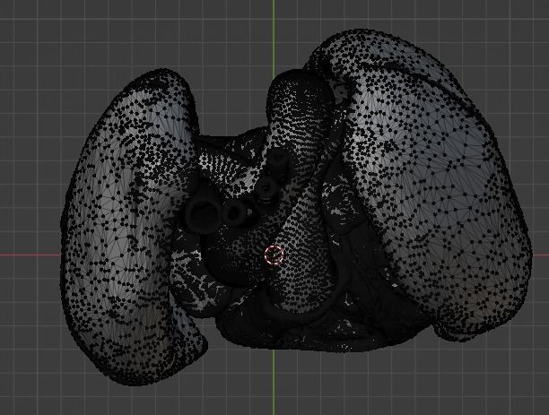 3d model of heart and lungs 3D model_20