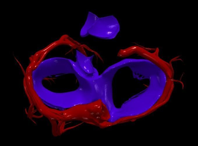 3d model of heart and lungs 3D model_6
