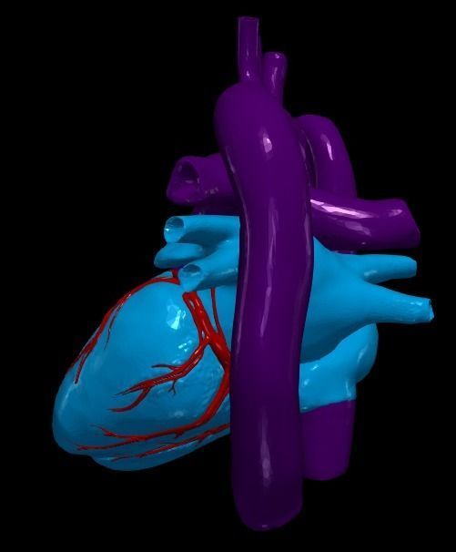 3d model of heart and lungs 3D model_12
