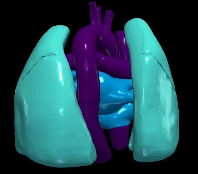 3d model of heart and lungs 3D model_8