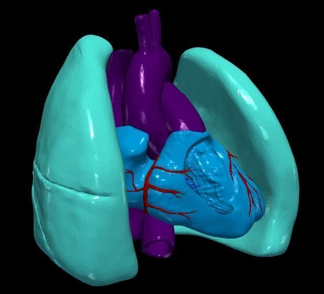 3d model of heart and lungs 3D model_7