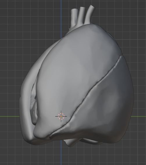 3d model of heart and lungs 3D model_17