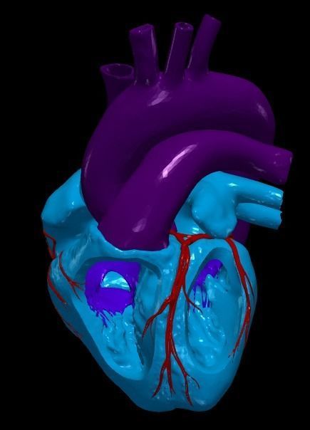 3d model of heart and lungs 3D model_13