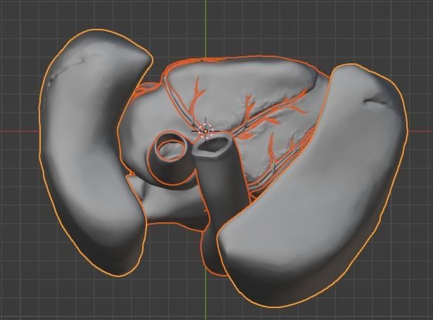 3d model of heart and lungs 3D model_21
